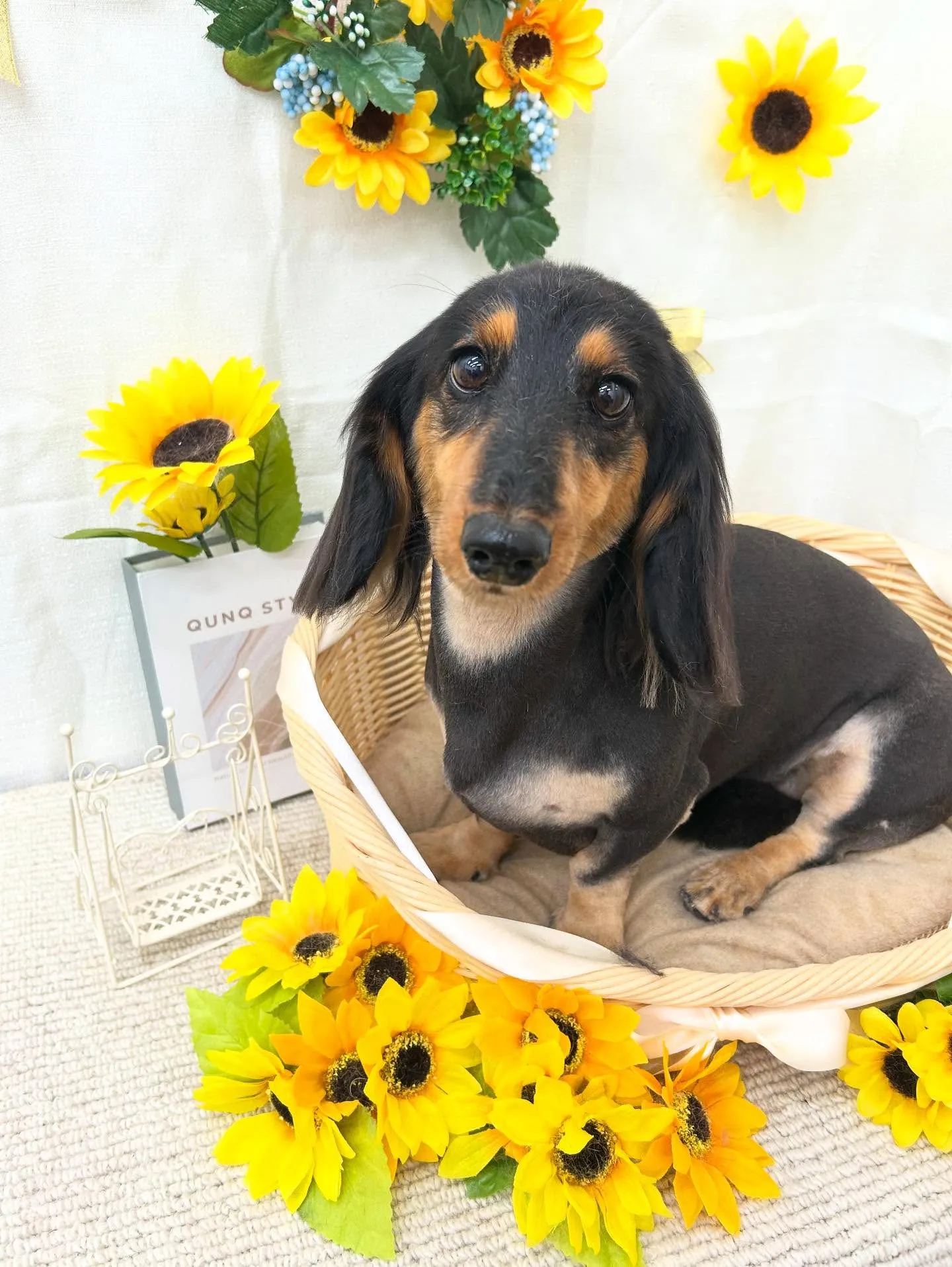 あんずちゃん💞