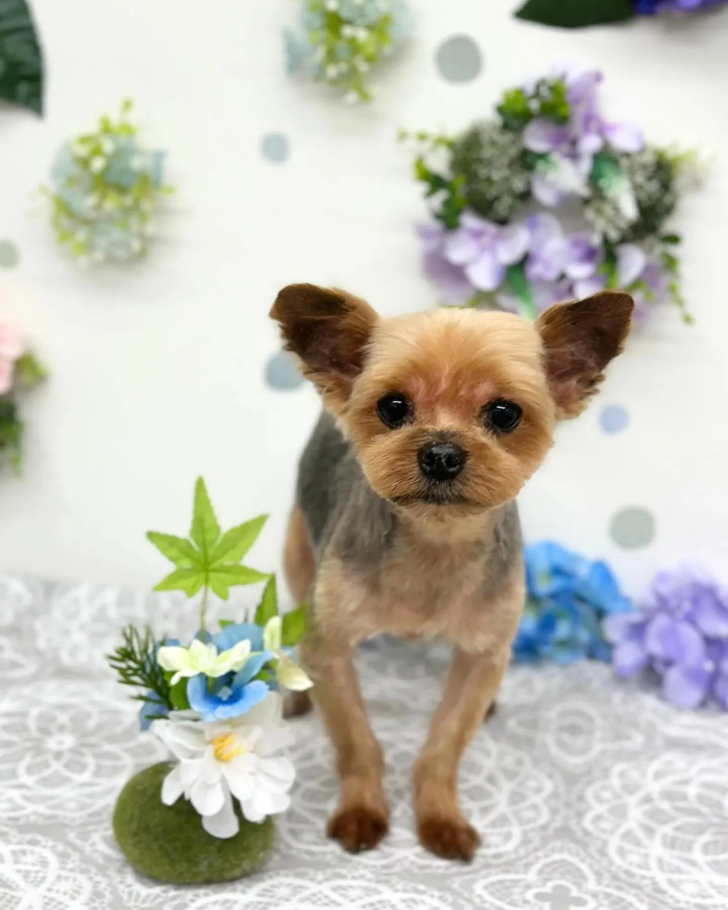 💠ティムくん･モナちゃん💠