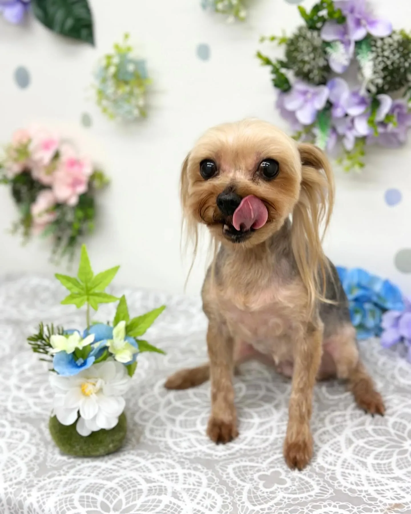 💠ティムくん･モナちゃん💠