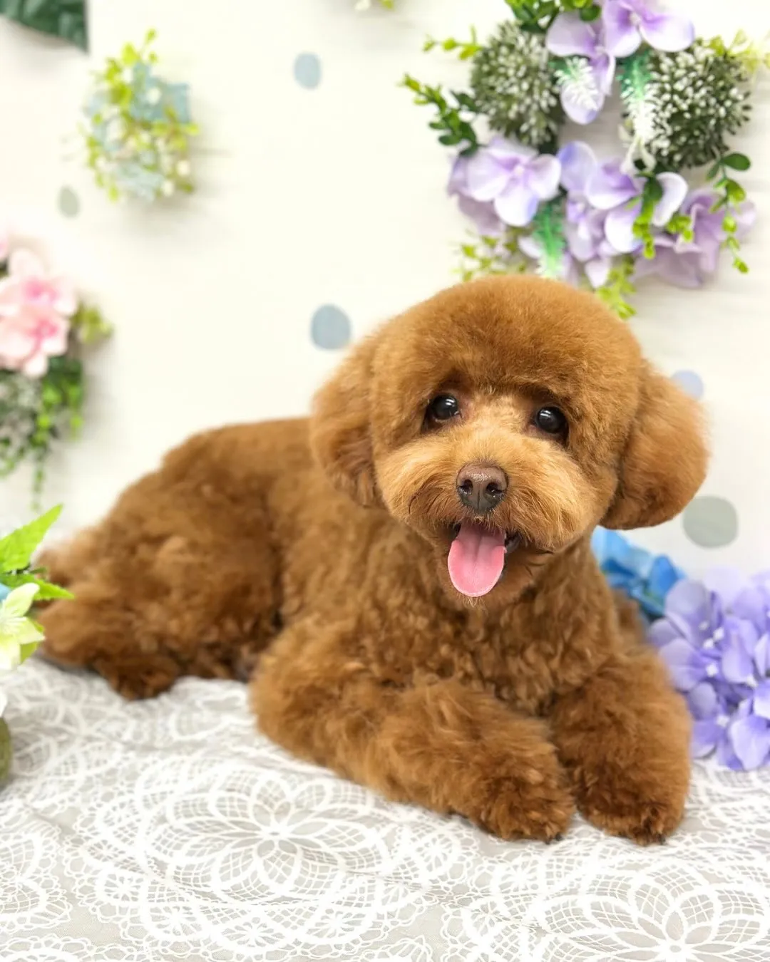 💠けんしんくん💠