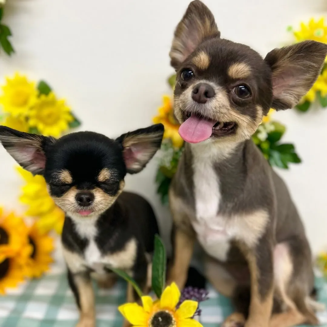 🍎アップルちゃん・パインちゃん🍍