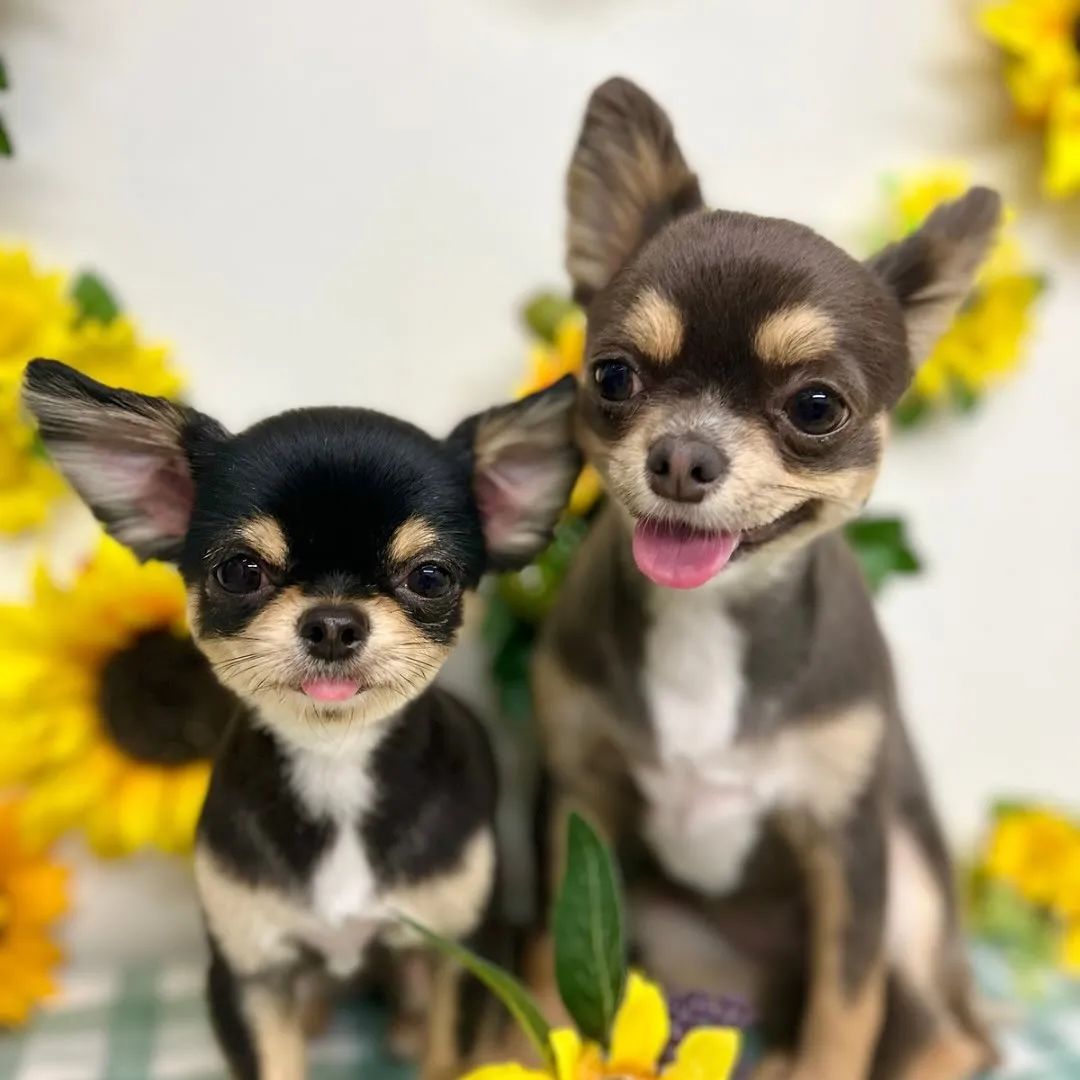 🍎アップルちゃん・パインちゃん🍍