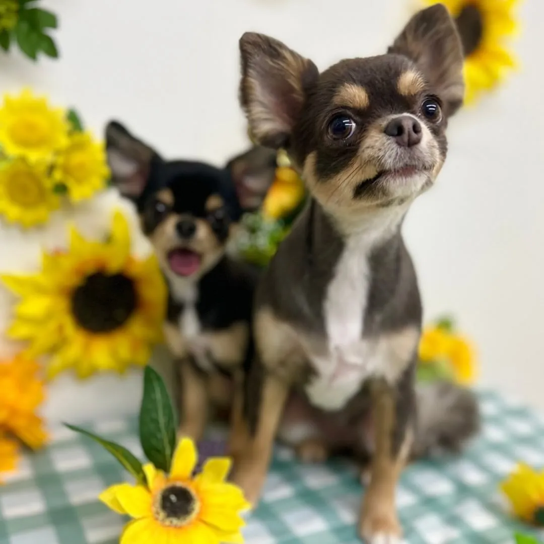 🍎アップルちゃん・パインちゃん🍍