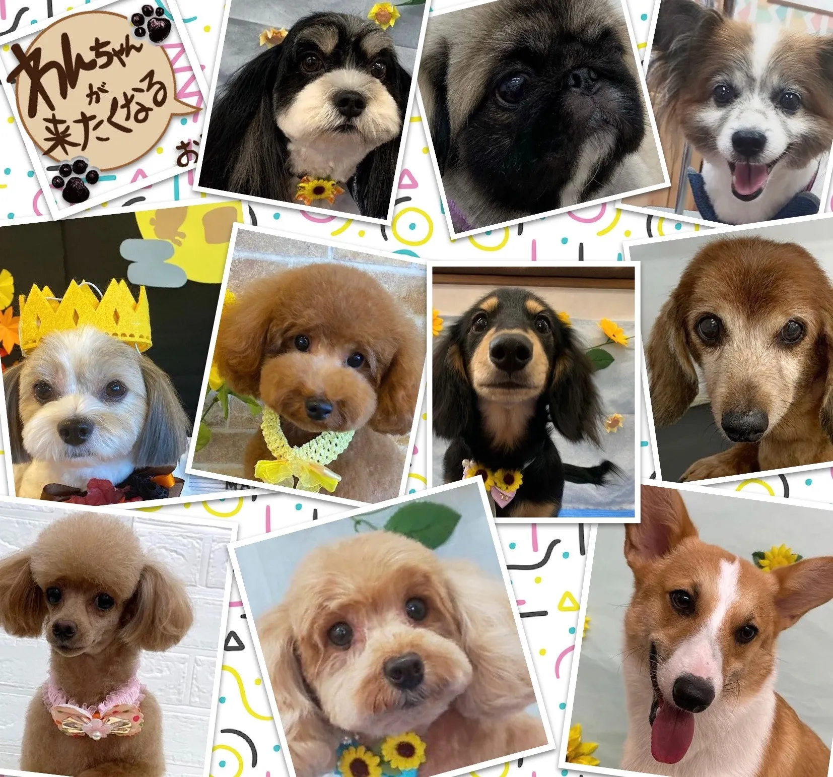 自宅でもできる簡単な 愛犬のお手入れ