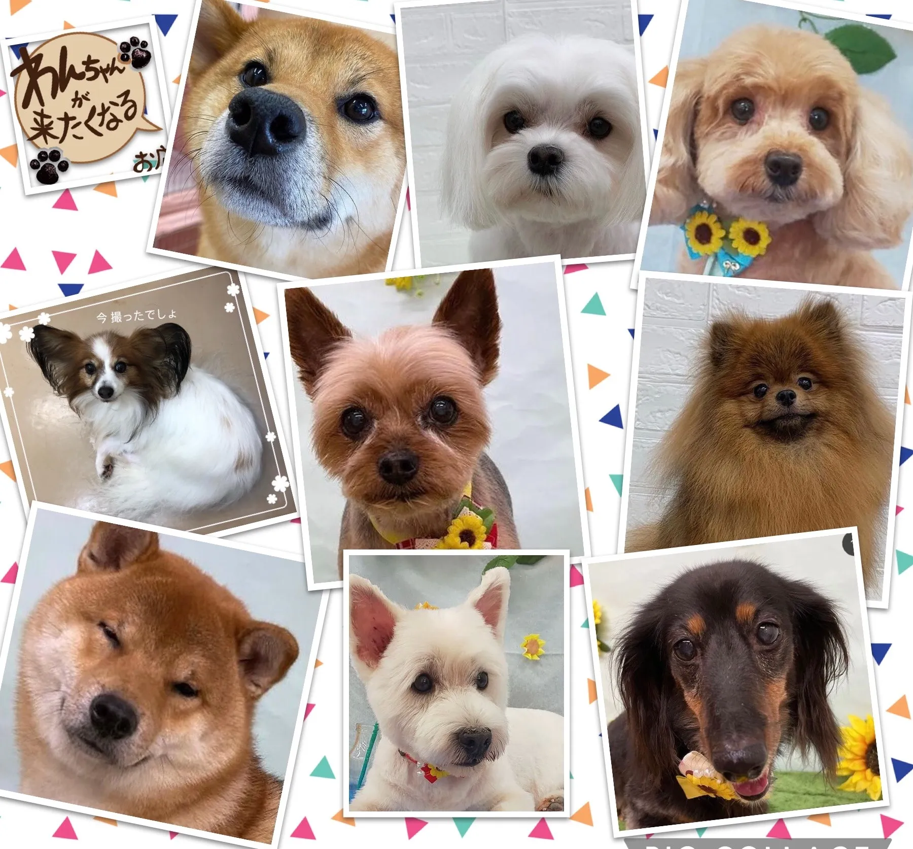 サマーカットの特徴と魅力