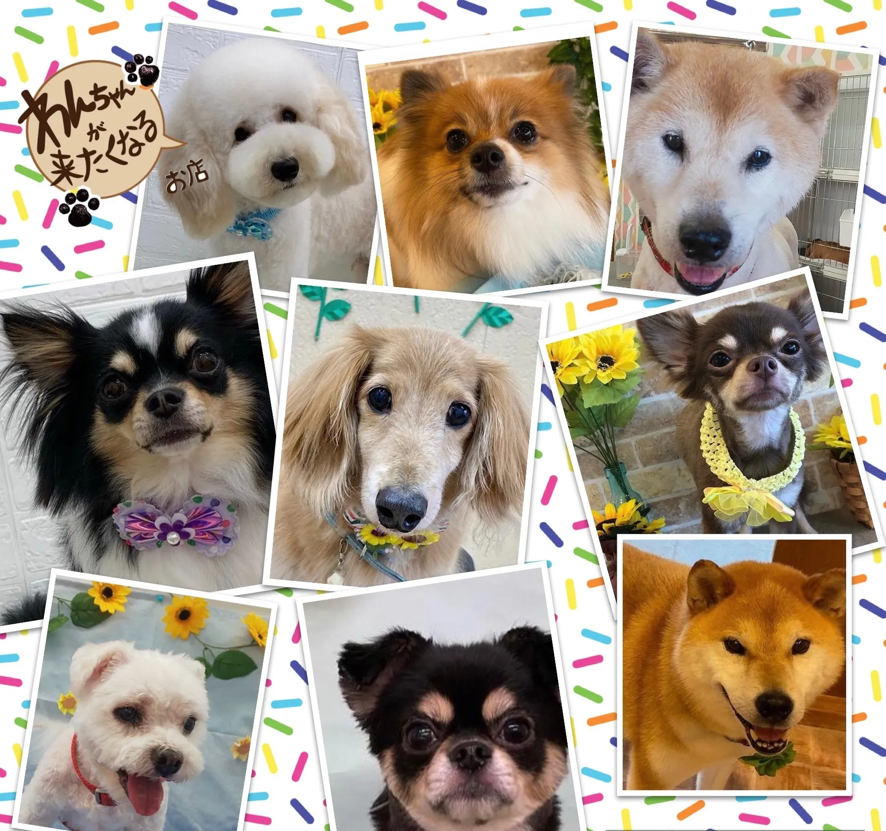 トリミングが必要な理由とは💭🐶