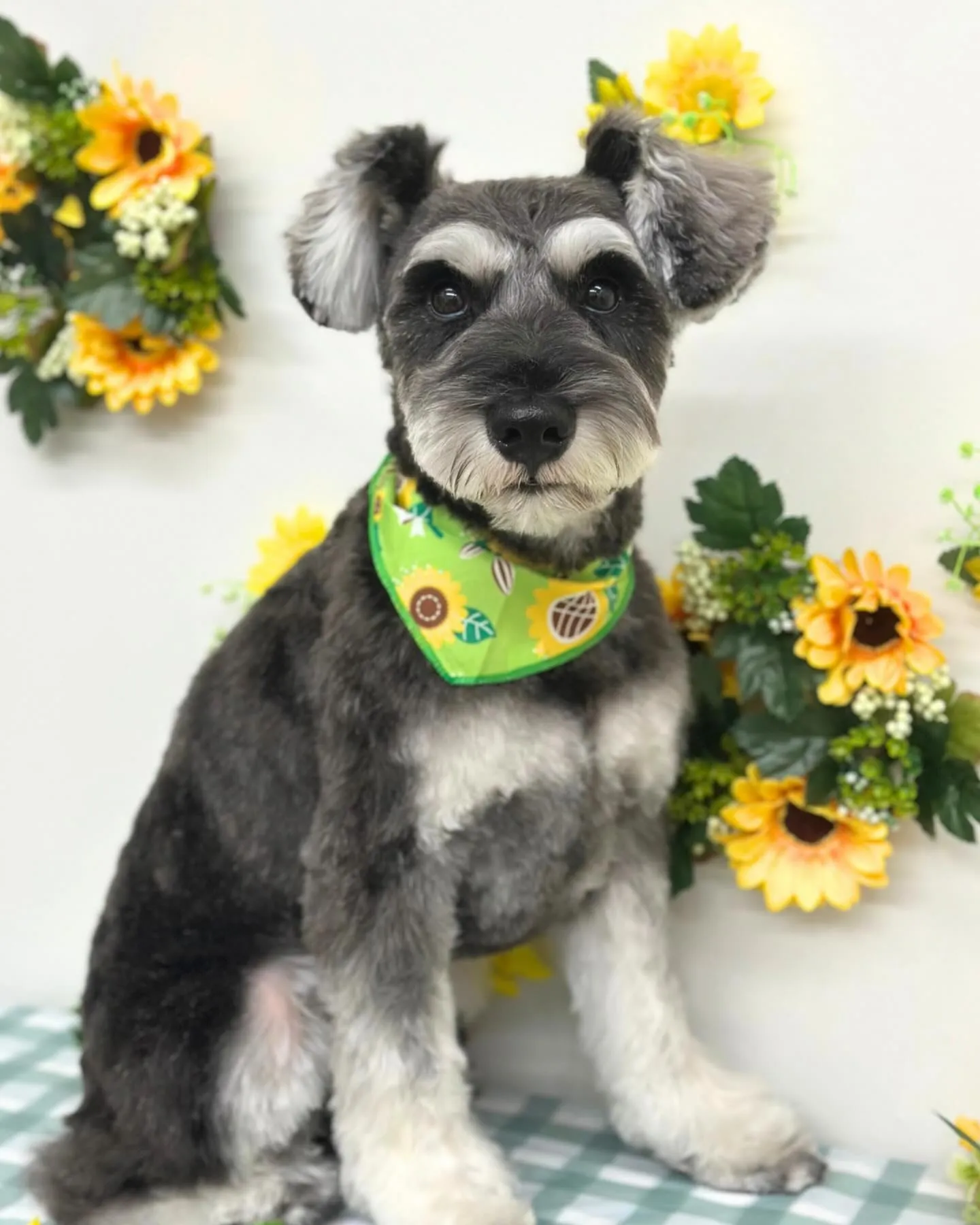 🌻しずくくん🌻