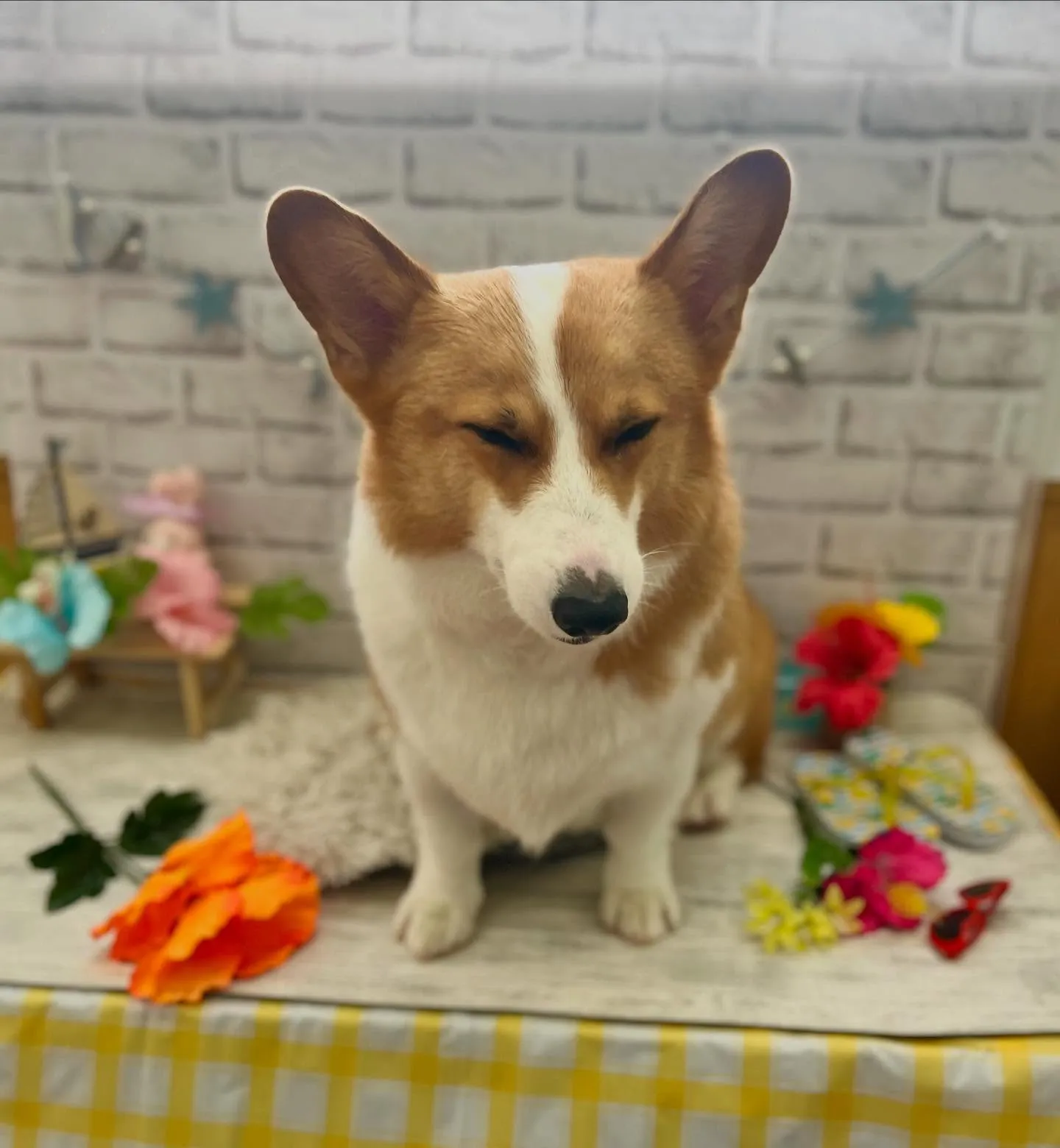 コロロンくん☀️