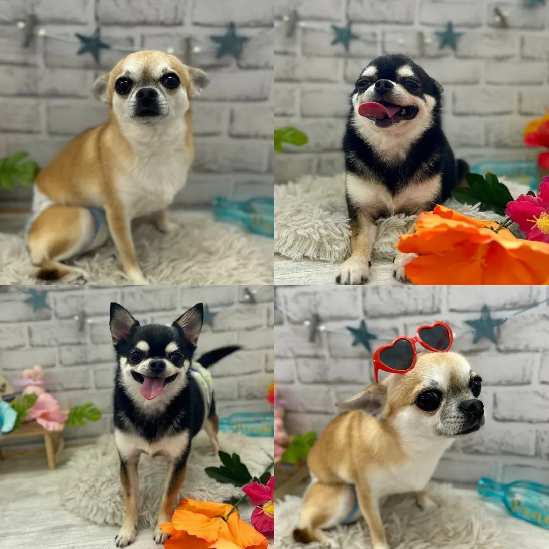 🌻ムギちゃん・ロクくん🌻