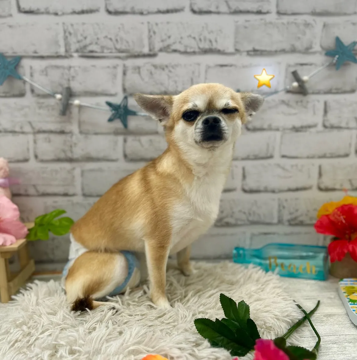 🌻ムギちゃん・ロクくん🌻