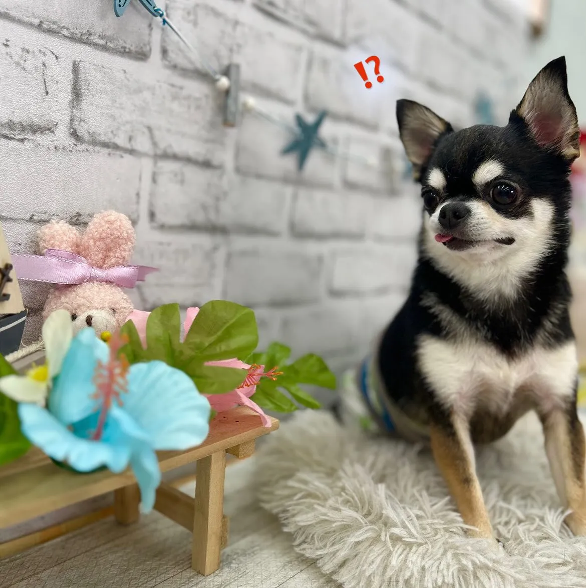 🌻ムギちゃん・ロクくん🌻