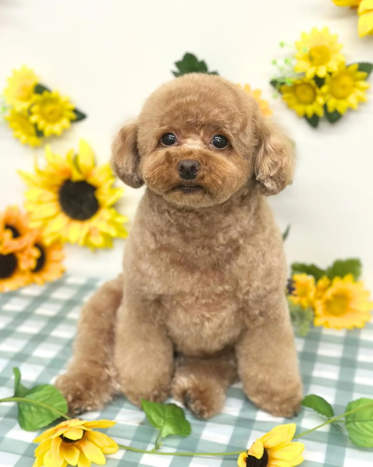 🌻ここちゃん･なぎくん🌻