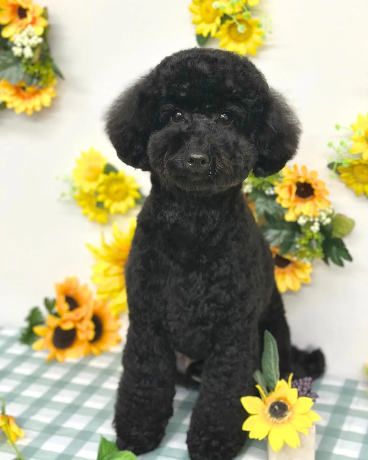 🌻ここちゃん･なぎくん🌻