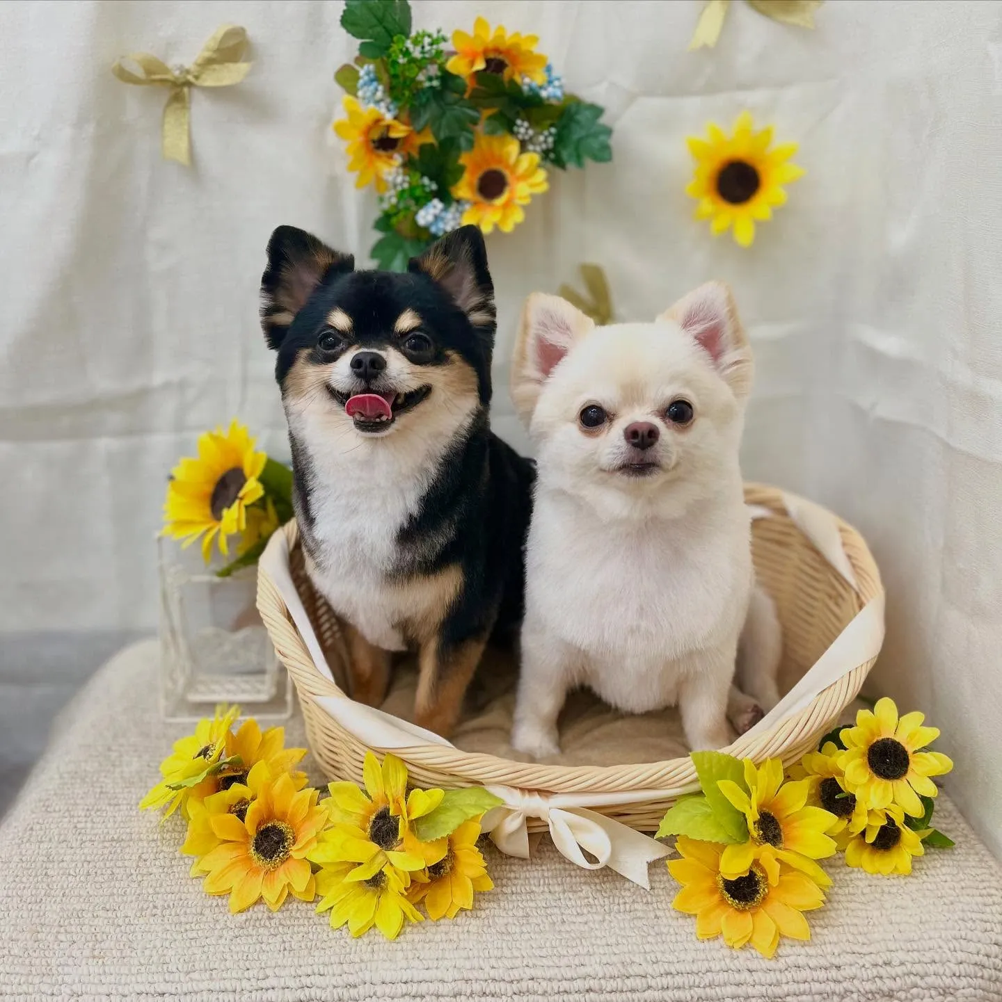 🌻マルちゃん&しろきちさん🌻