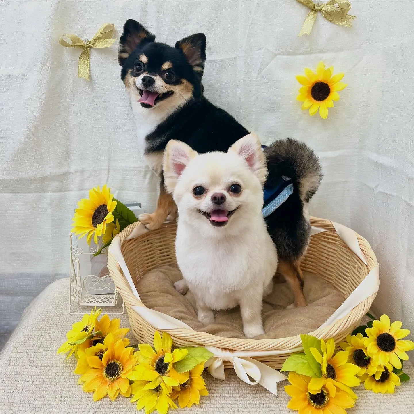 🌻マルちゃん&しろきちさん🌻