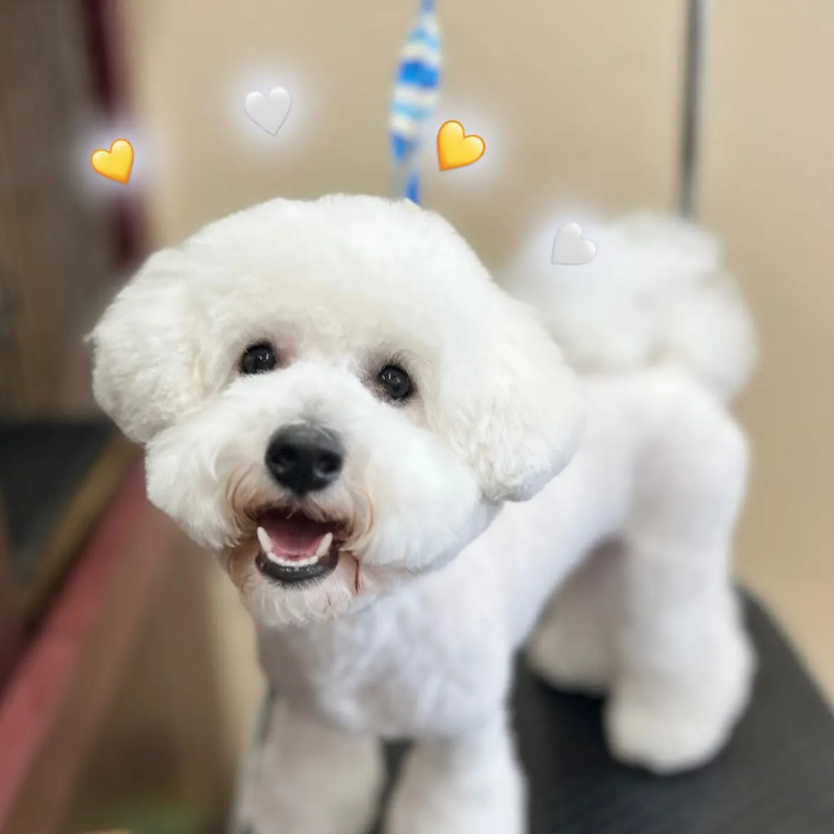 じゅるるくん🌻