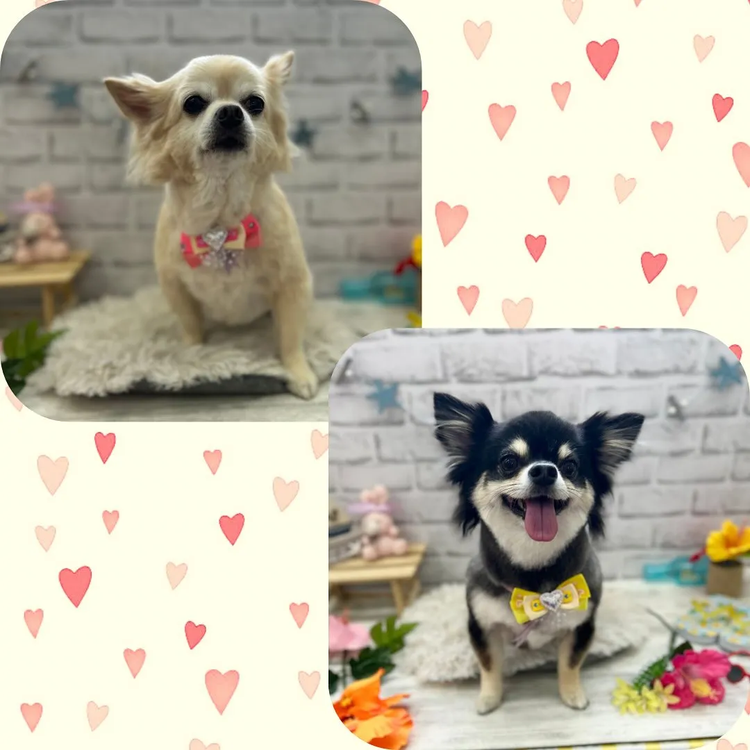 🌸はなちゃん・レイちゃん🌕