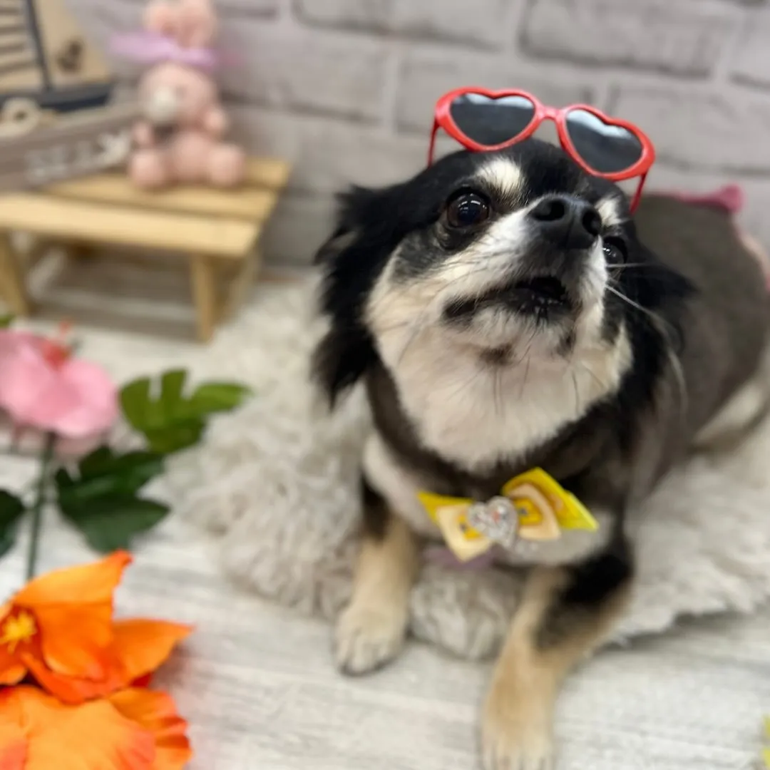 🌸はなちゃん・レイちゃん🌕