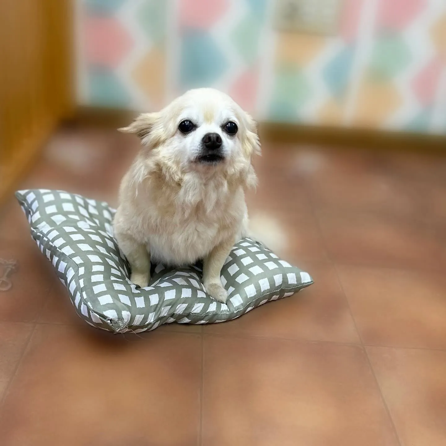 🌸はなちゃん・レイちゃん🌕