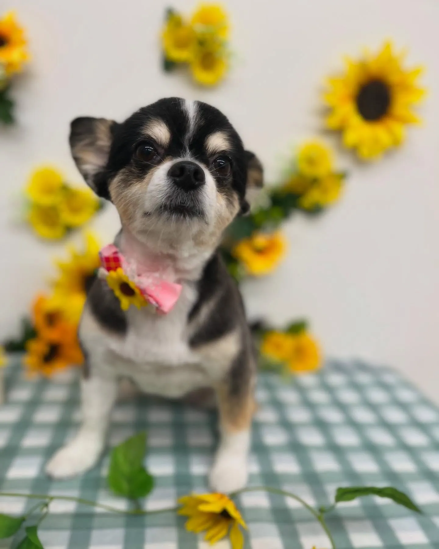 ミントちゃん🌱🩷