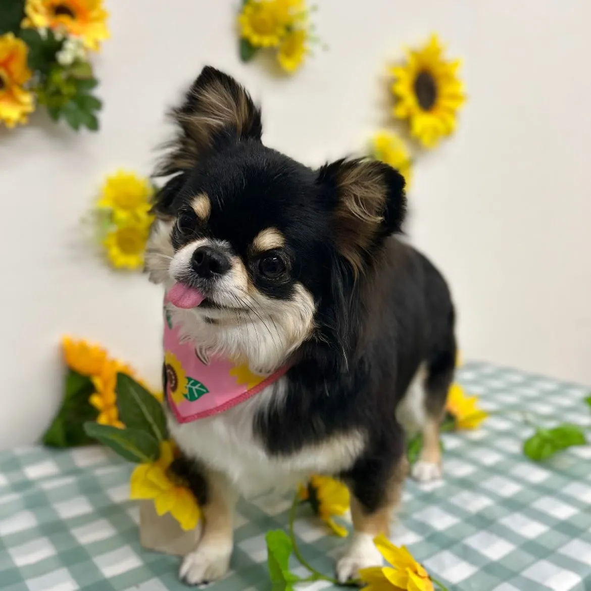 🌻マロンちゃん🌻