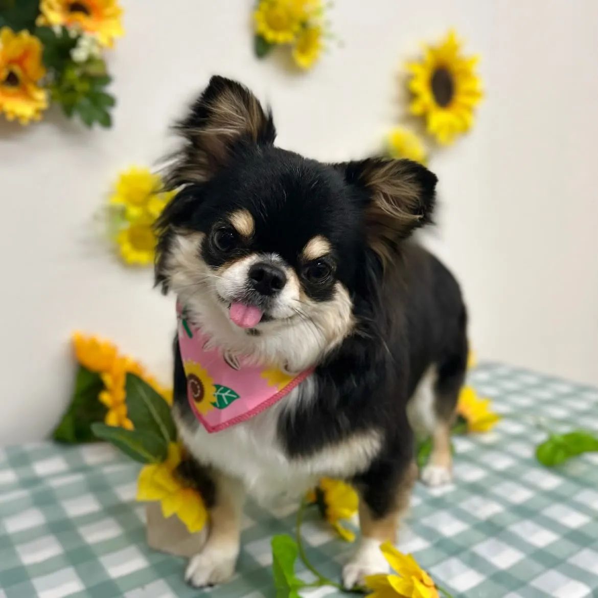 🌻マロンちゃん🌻