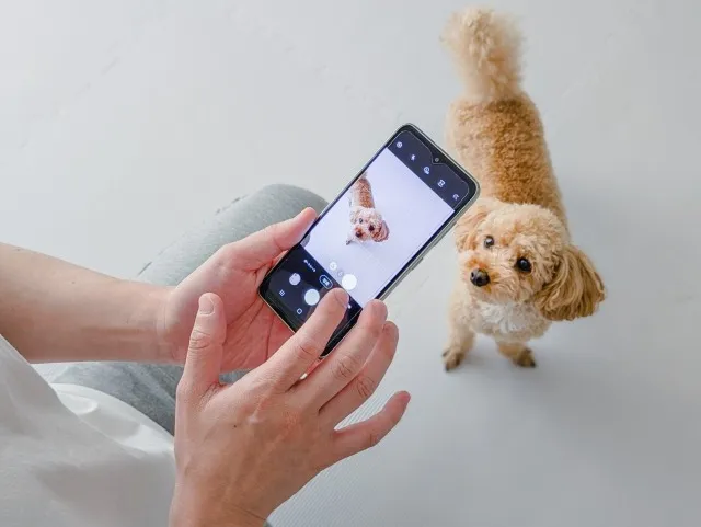 ペットサロンの出張サービスで松阪市の自宅トリミングを快適に利用する方法