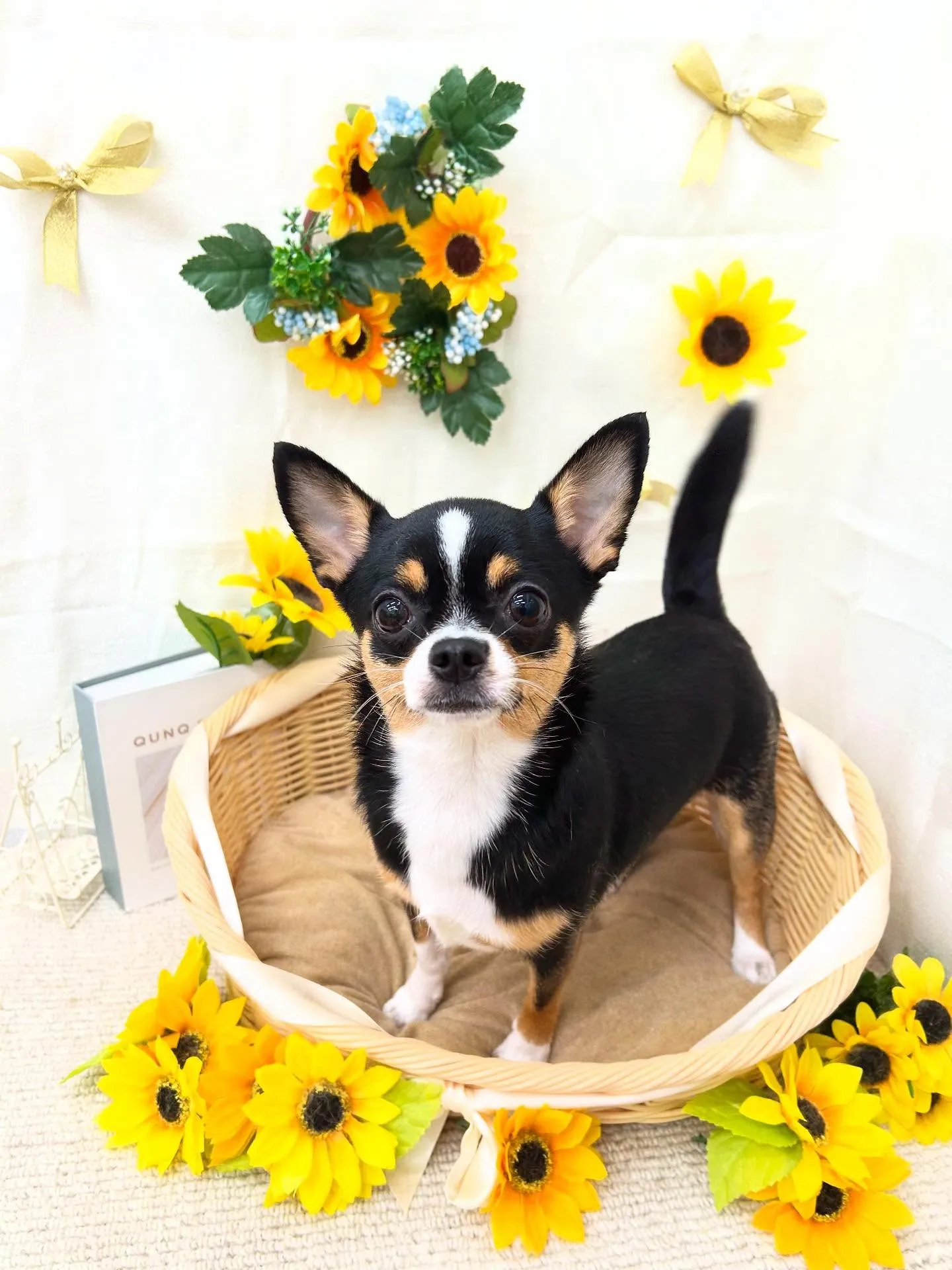 チョコちゃん💞