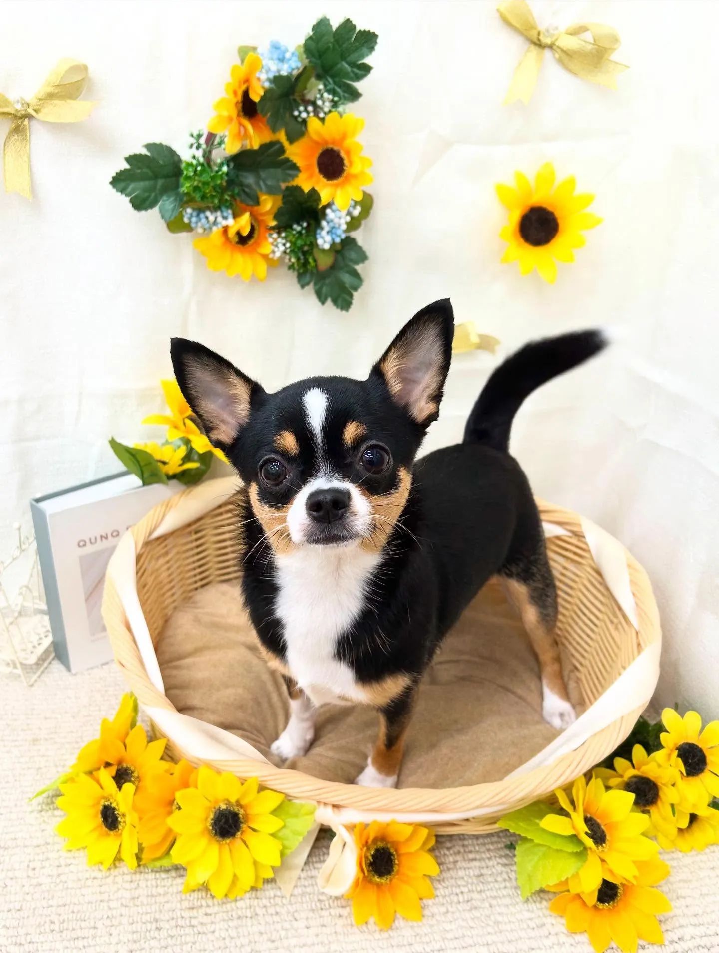 チョコちゃん💞