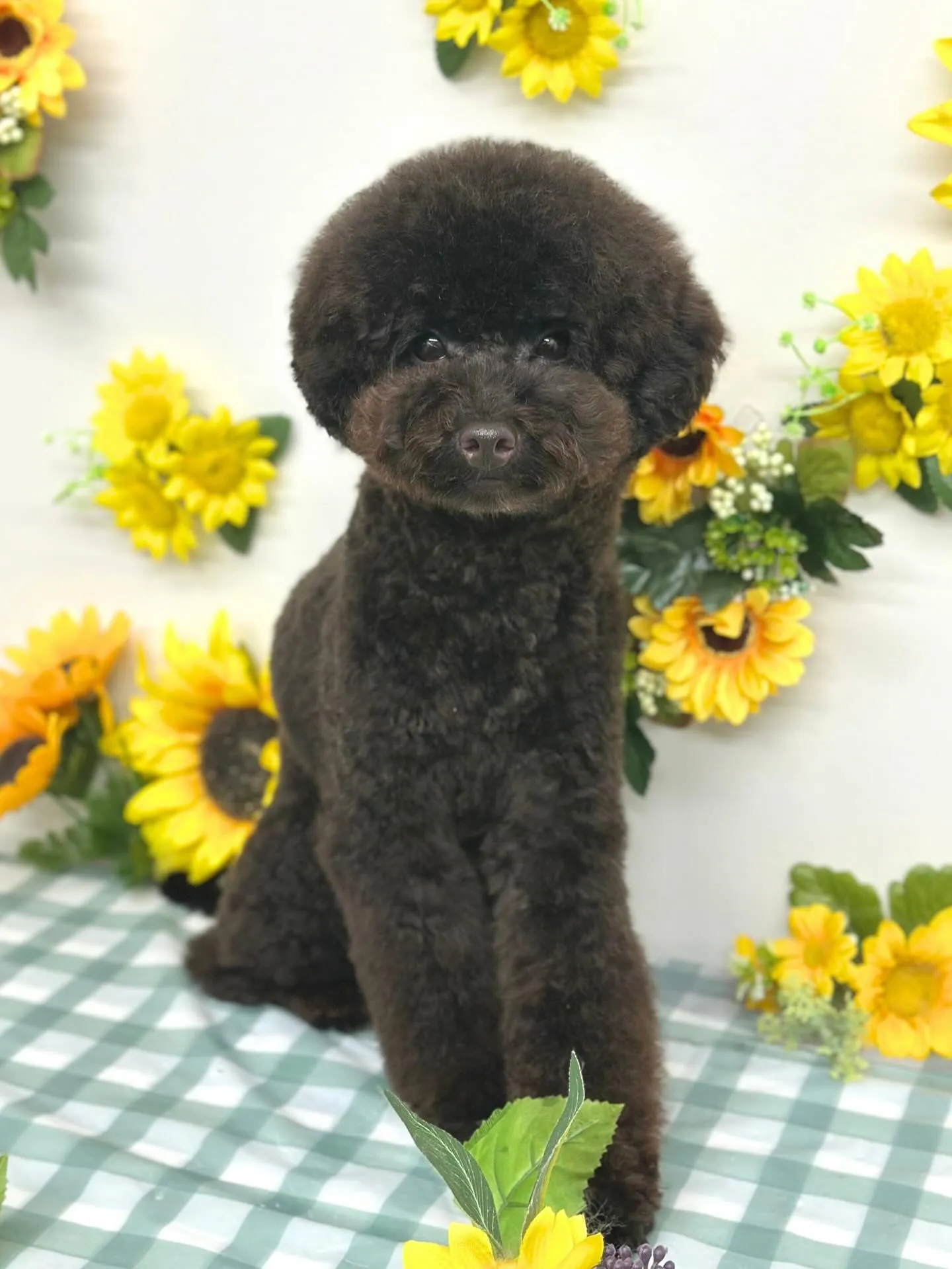 🌻つきくん･ももちゃん🌻