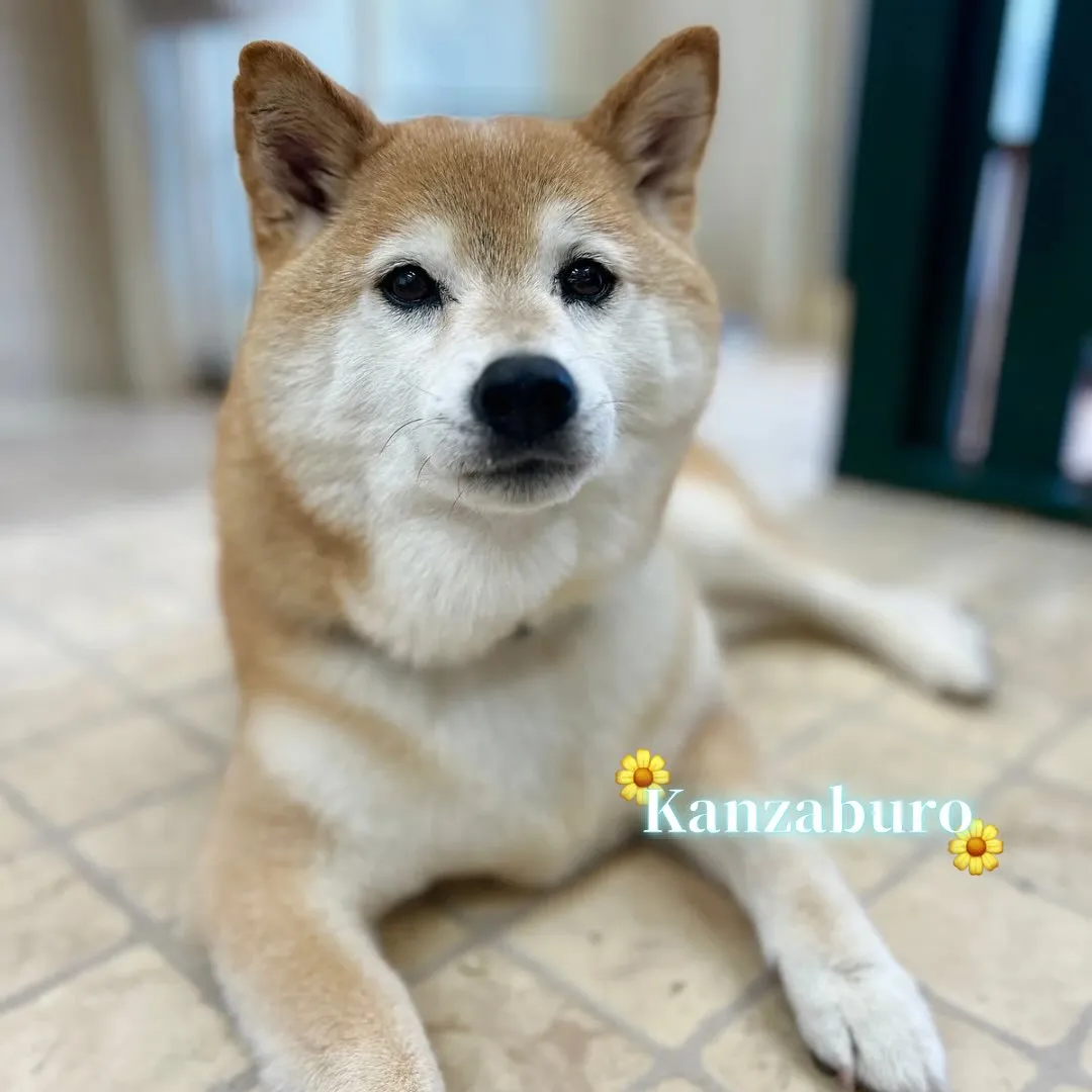 🌼勘三郎くん🌼