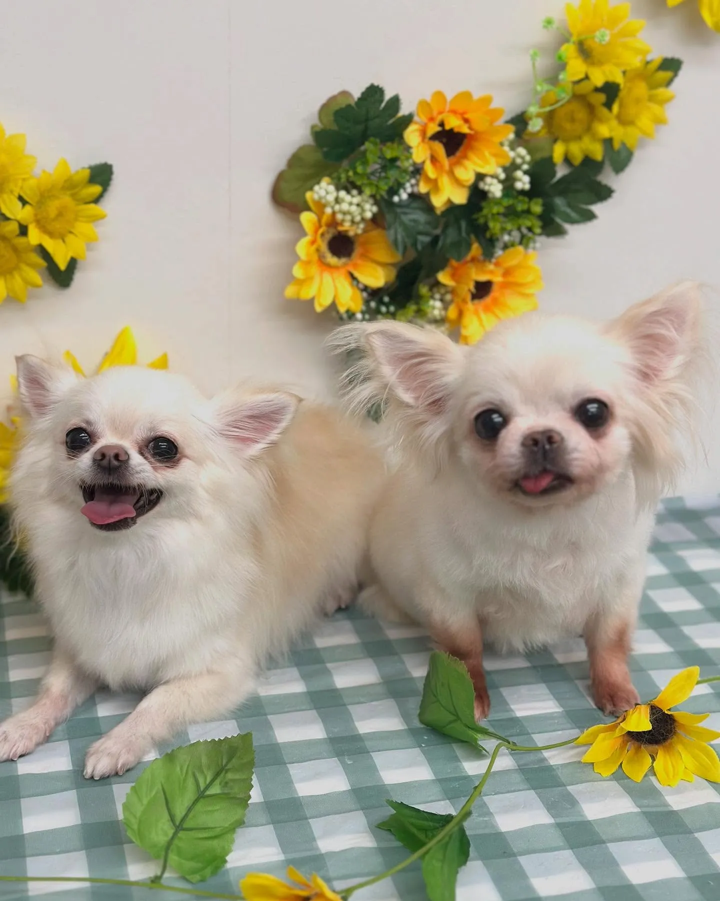 💗はるちゃん・すずちゃん・らんちゃん💗