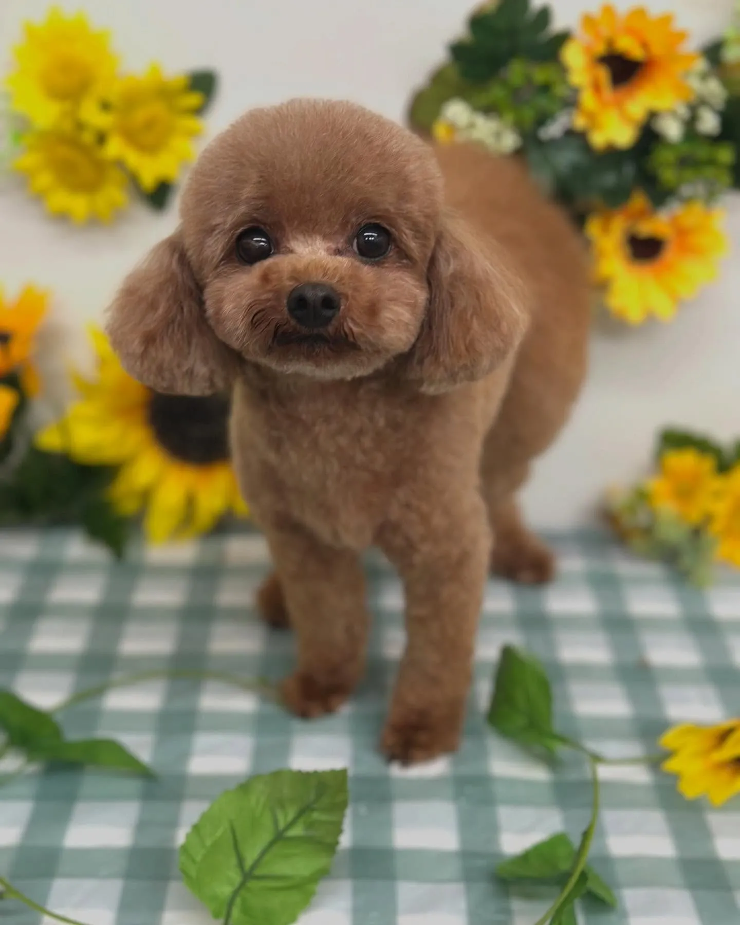 💗はるちゃん・すずちゃん・らんちゃん💗