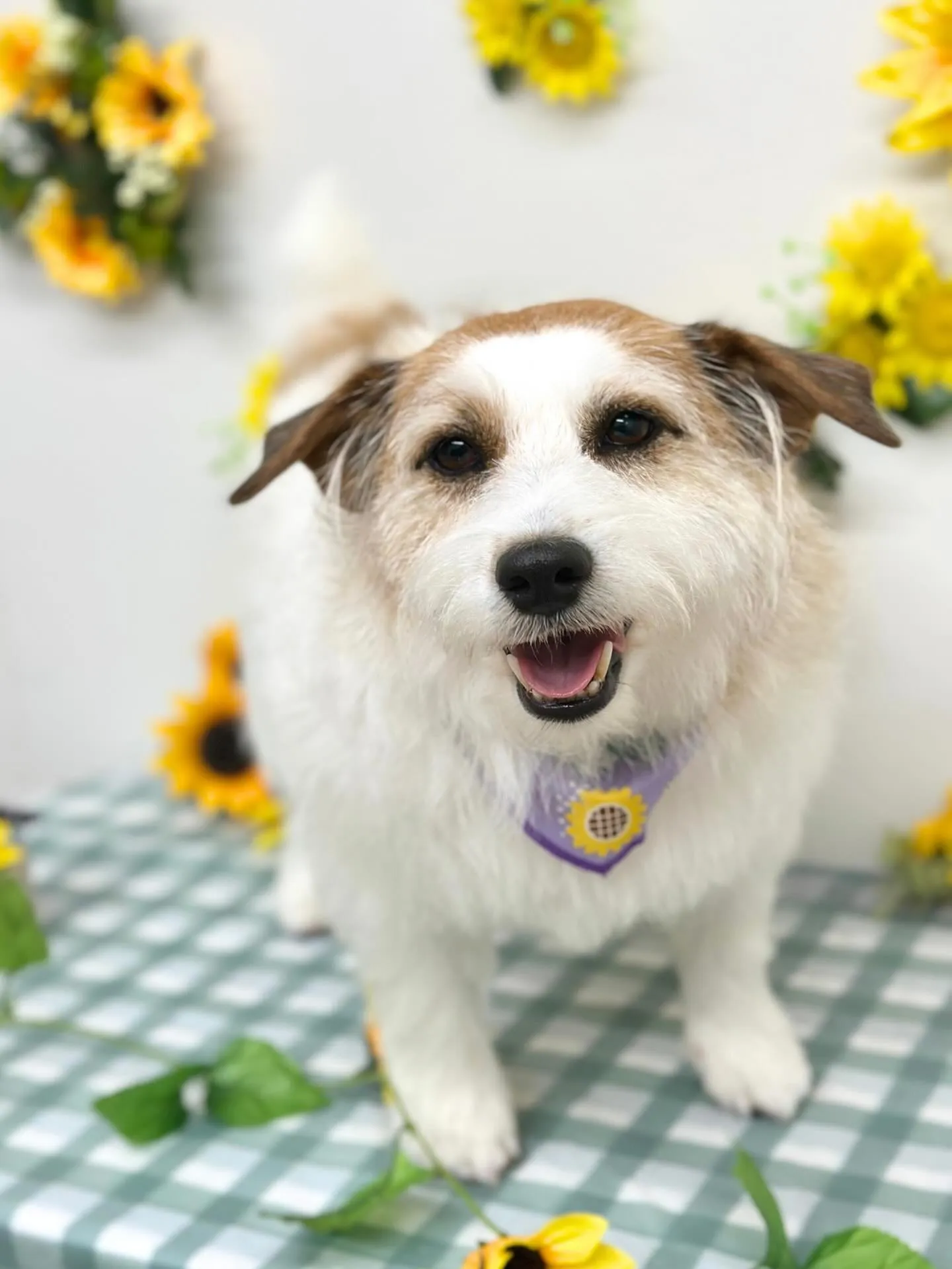 🌻フレアちゃん・ポムちゃん🌻