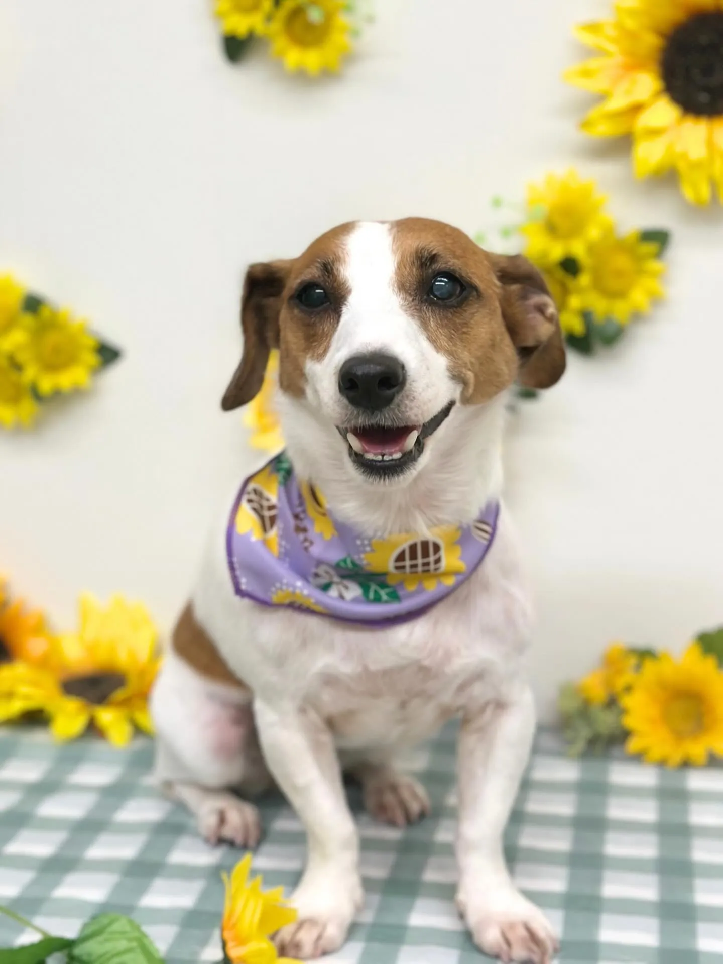 🌻フレアちゃん・ポムちゃん🌻