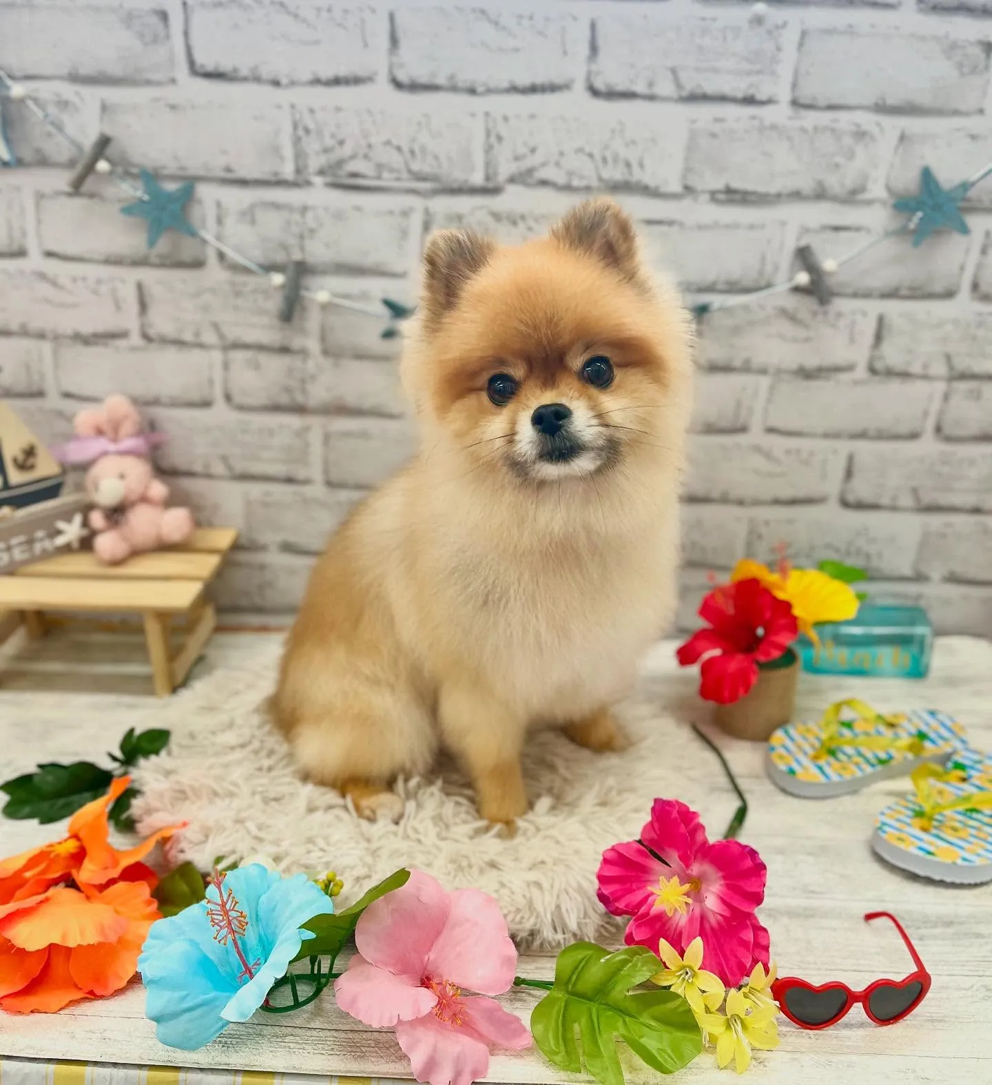 ドルトくん🏖☀️