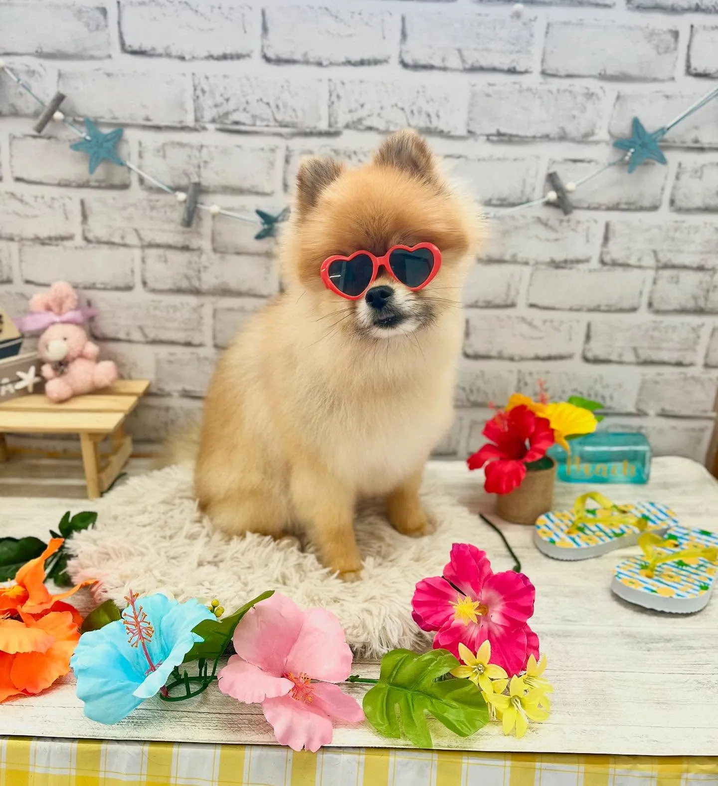 ドルトくん🏖☀️