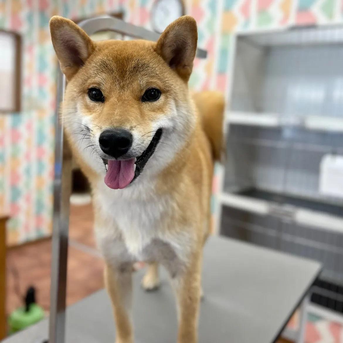 🩵ビーくん🩵