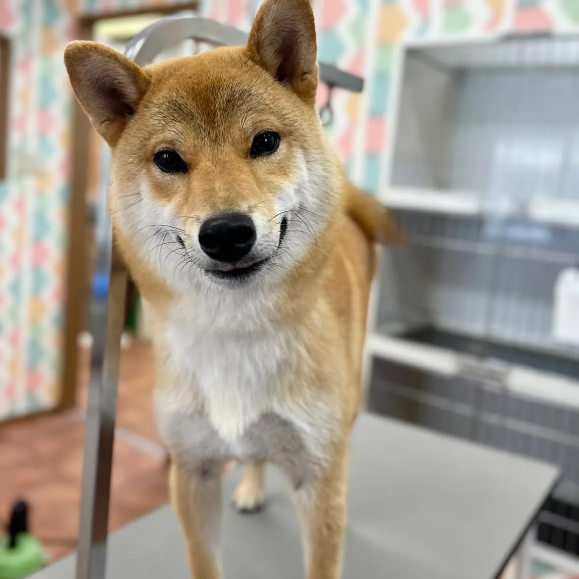 🩵ビーくん🩵