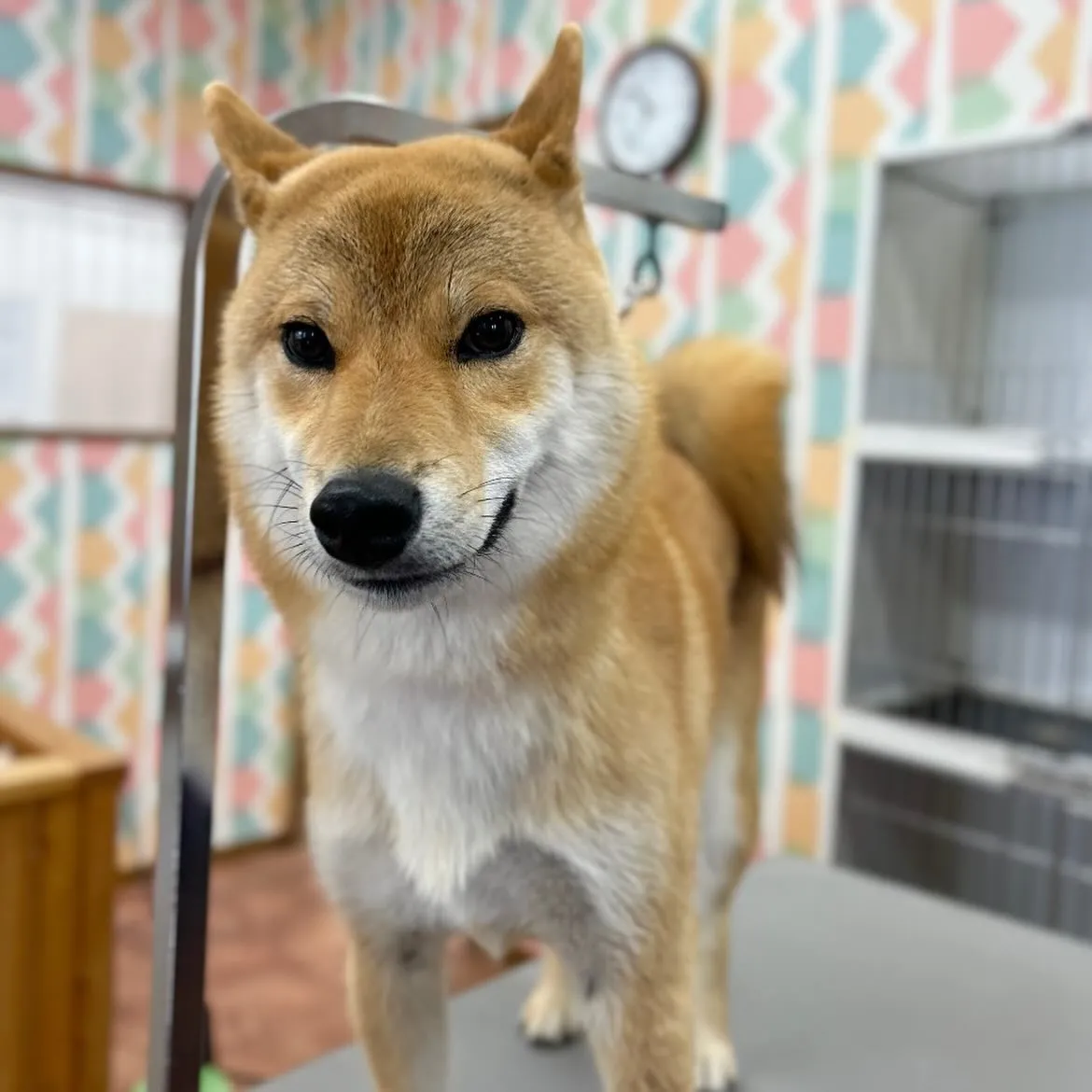 🩵ビーくん🩵