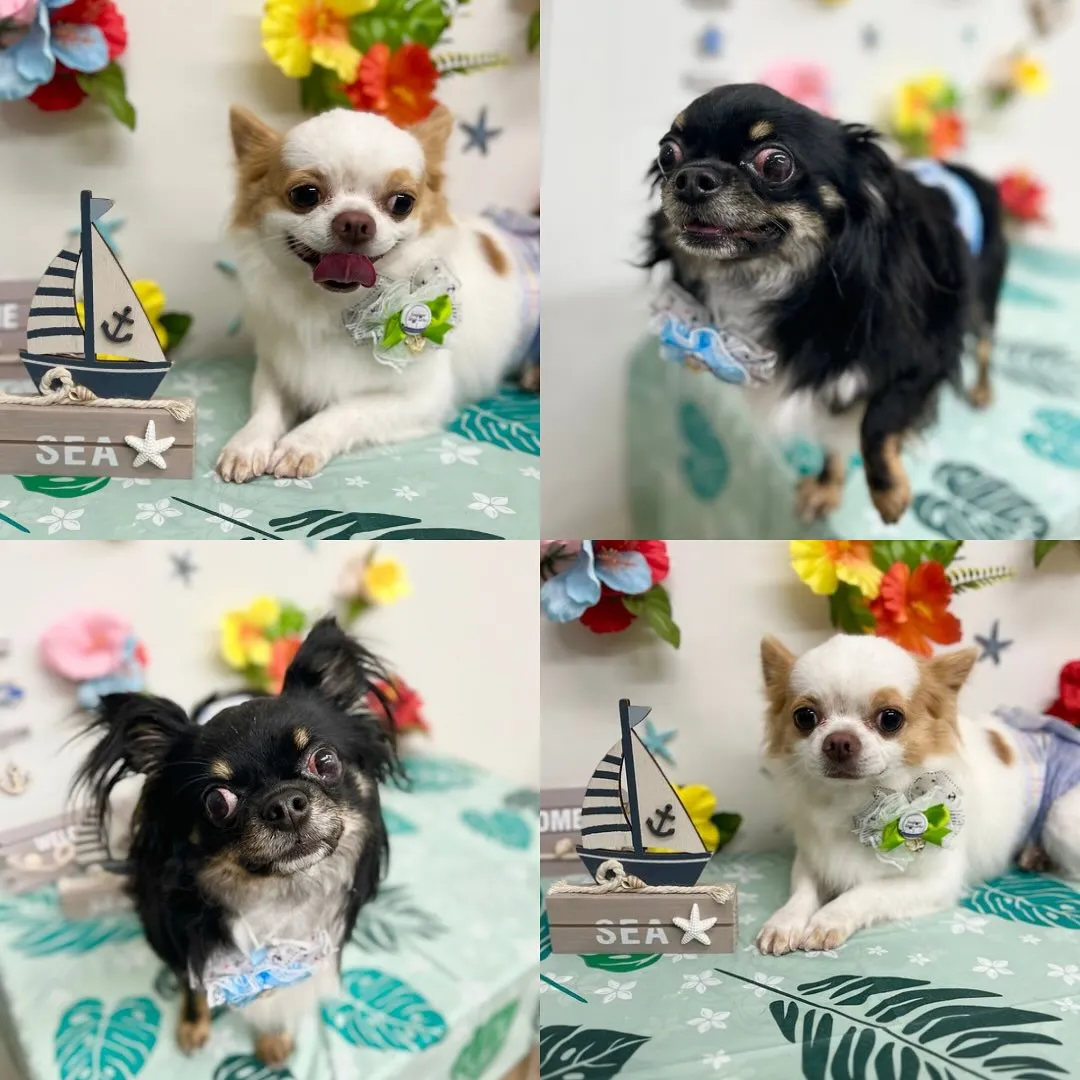 ‎🤍モコくん・むぎくん‎🤍