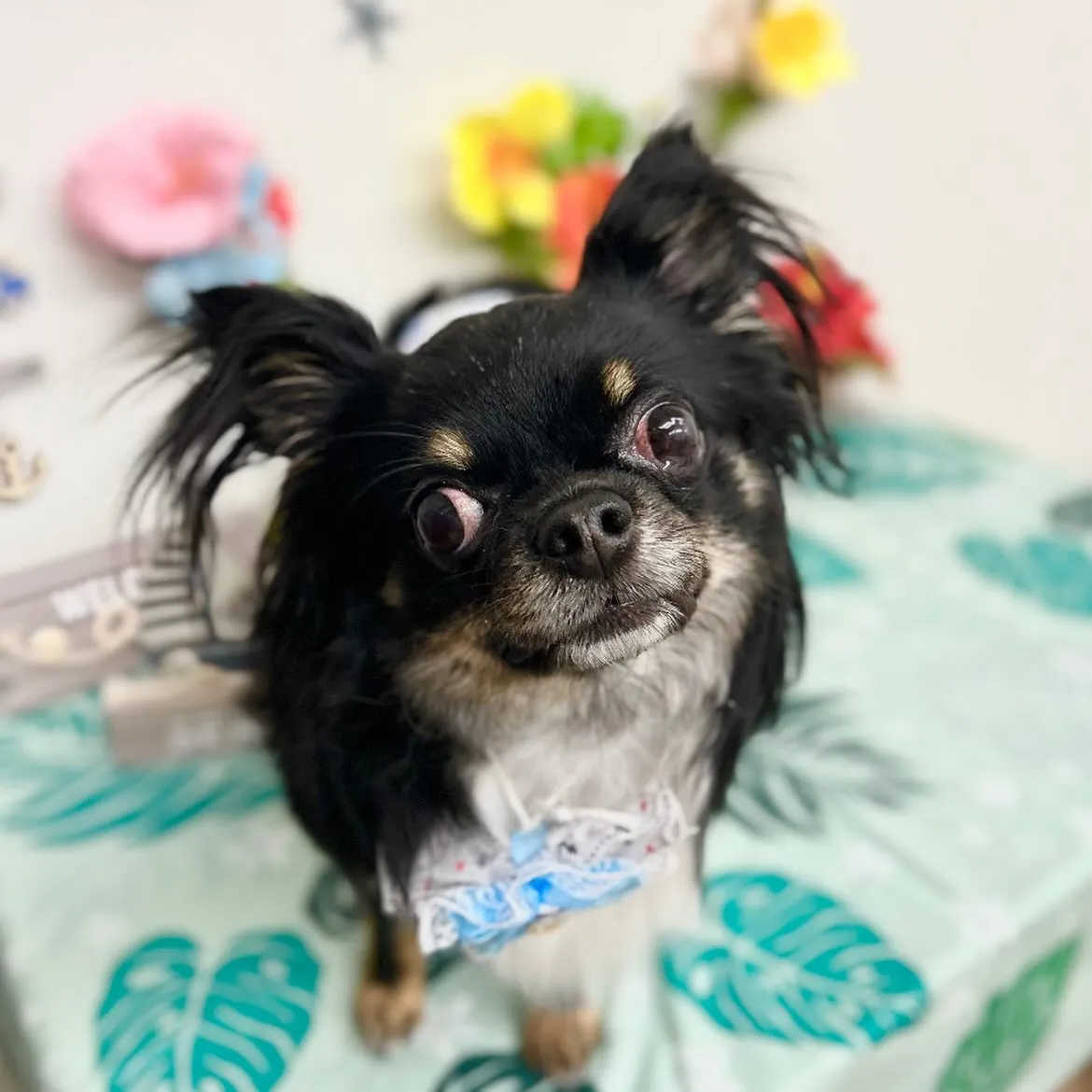 ‎🤍モコくん・むぎくん‎🤍