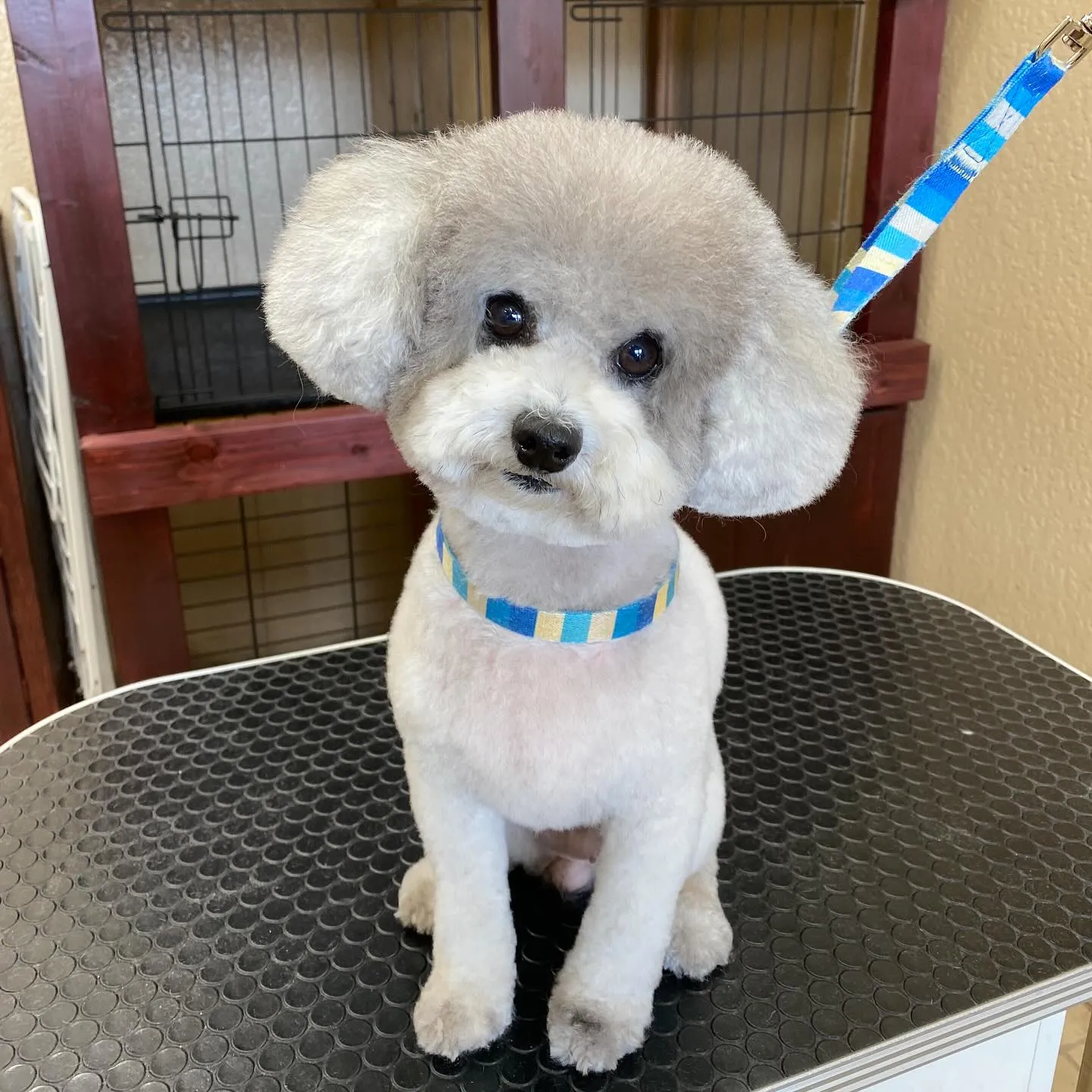 あんずちゃん💓