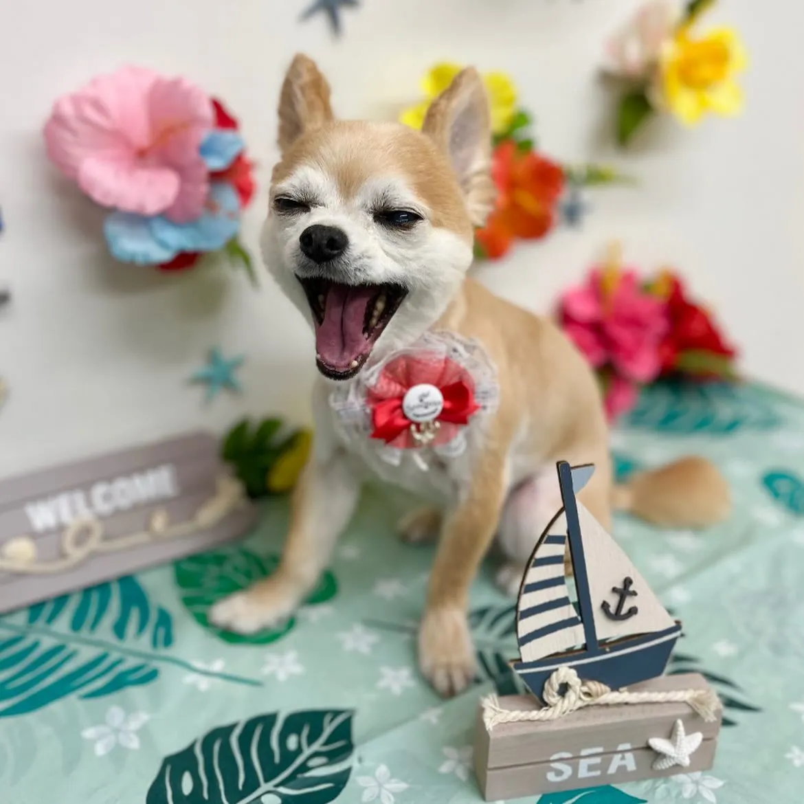 ❤️ココちゃん・ジャックくん🩵