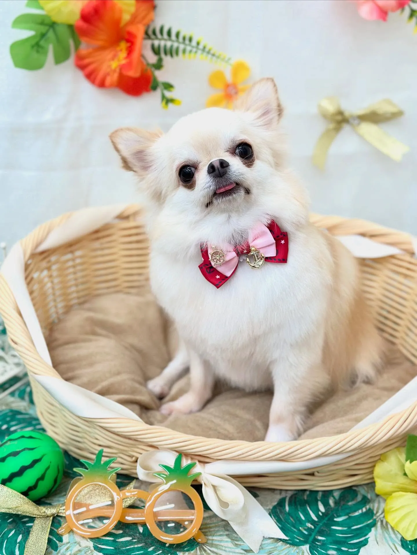 おこげちゃん🐈🌙