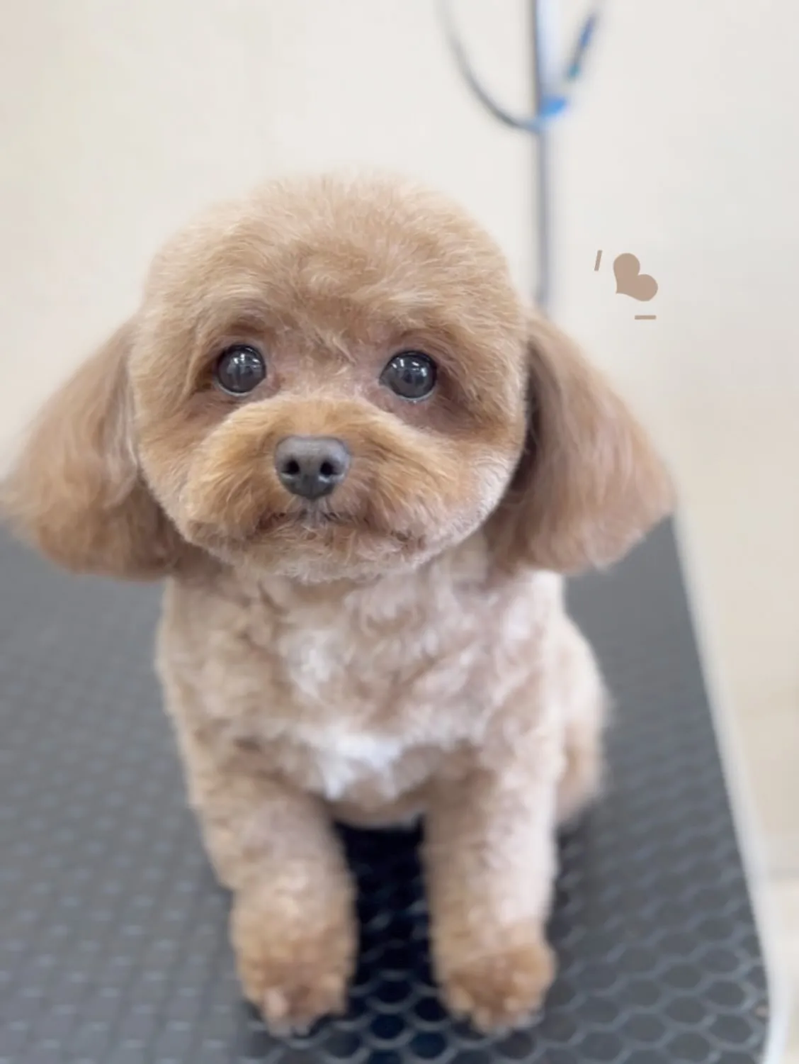 たまりちゃん🌺