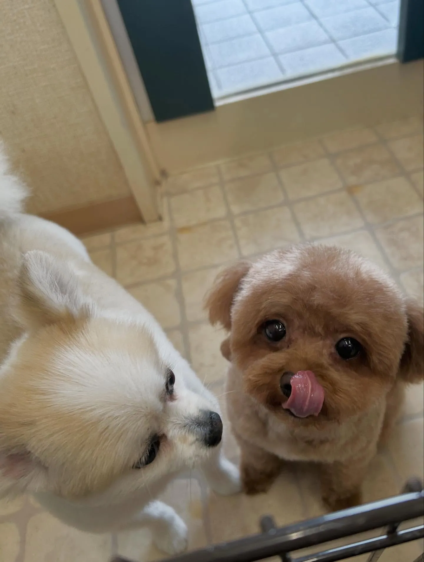 たまりちゃん🌺