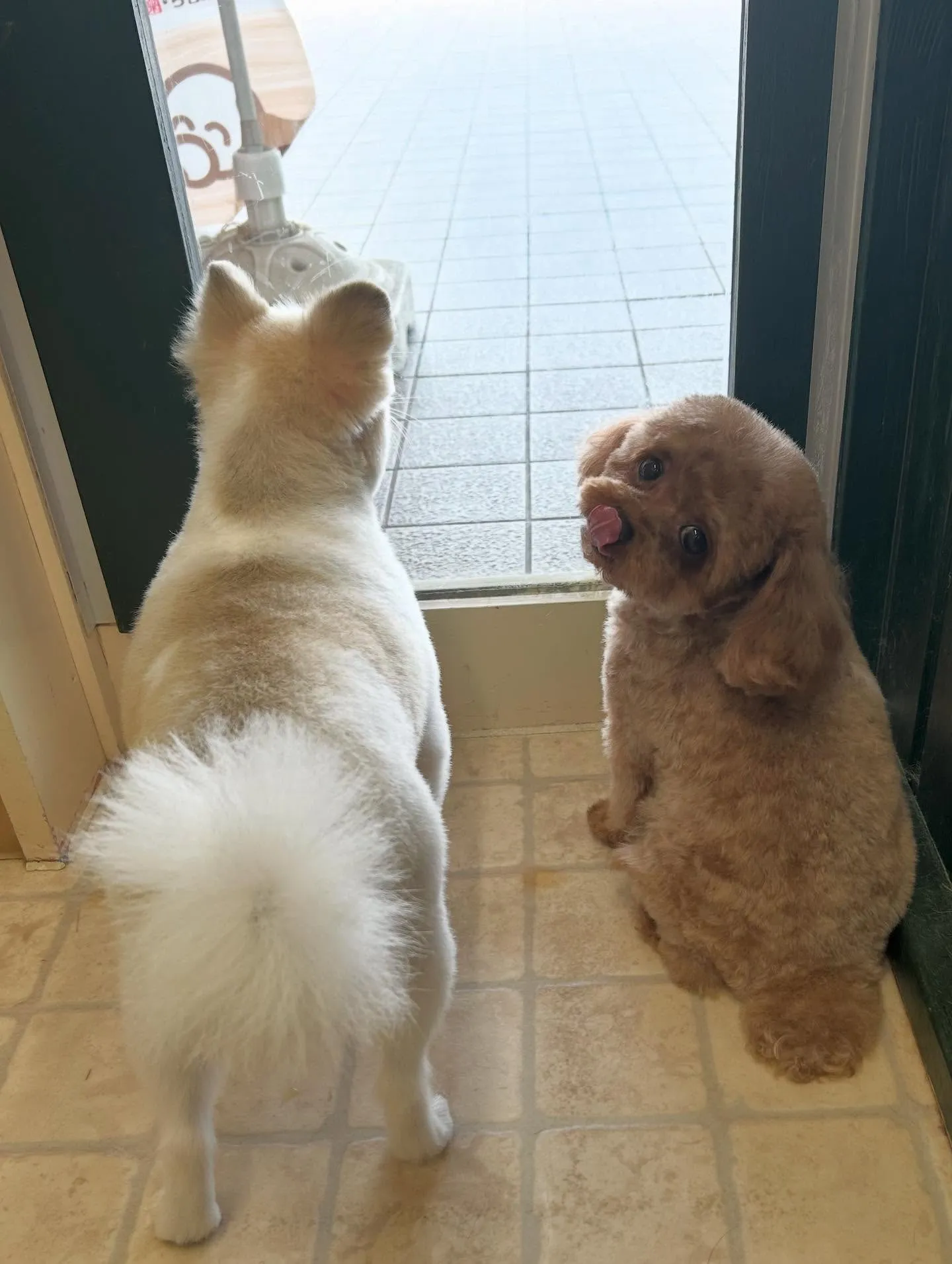 たまりちゃん🌺