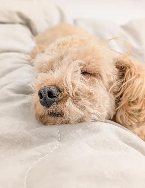 伊勢市でも出張トリミングで犬の鼻ケア