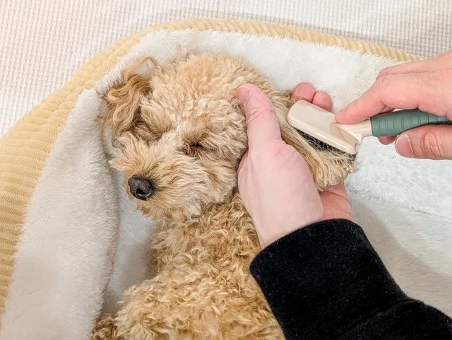 うちの子にあったブラシってどれ〜？😣💦鈴鹿市での犬の毛玉除去法